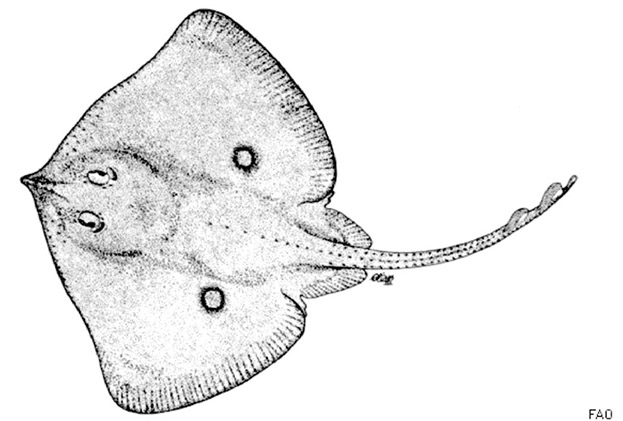 Raja africana dibujo.jpg